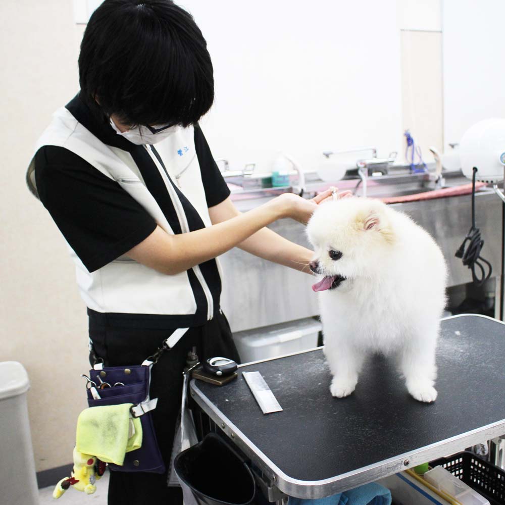 ２年生、お客様犬のトリミング☆